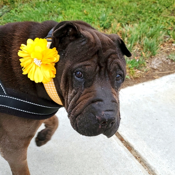 Meet your Posher, Jamie - Picture 3 of 6